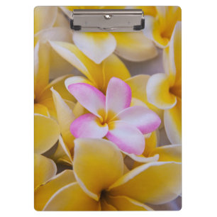 USA, Hawaii, Oahu, Plumeria flowers in bloom 1 Clipboard