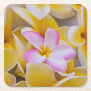 USA, Hawaii, Oahu, Plumeria flowers in bloom 1 Square Paper Coaster