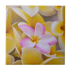 USA, Hawaii, Oahu, Plumeria flowers in bloom 1 Tile