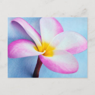 USA, Hawaii, Oahu, Plumeria flowers in bloom 2 Postcard
