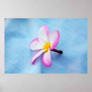 USA, Hawaii, Oahu, Plumeria flowers in bloom 2 Poster