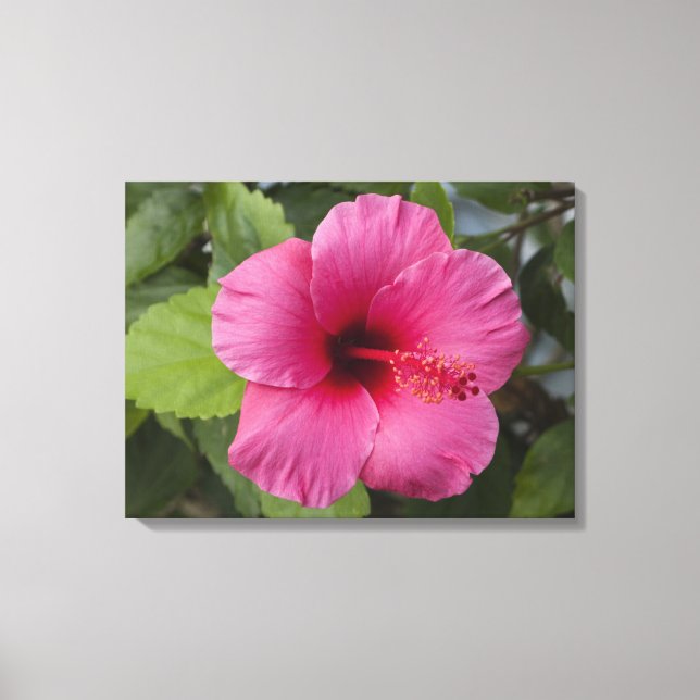 USA, Hawaii, Oahu. The Hibiscus is the 2 Canvas Print (Front)