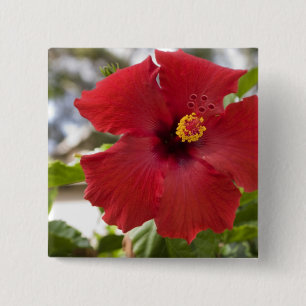 USA, Hawaii, Oahu. The Hibiscus is the 2 Inch Square Button