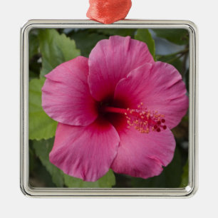USA, Hawaii, Oahu. The Hibiscus is the 2 Metal Ornament