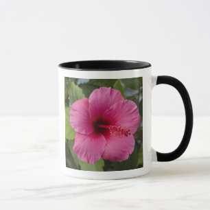 USA, Hawaii, Oahu. The Hibiscus is the 2 Mug
