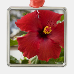 USA, Hawaii, Oahu. The Hibiscus is the Metal Ornament
