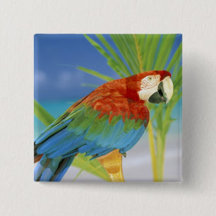USA, Hawaii. Parrot 2 Inch Square Button