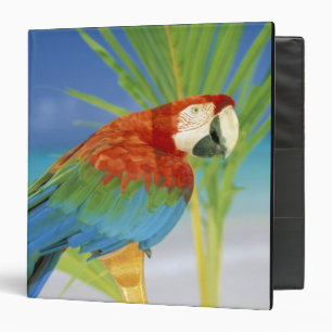 USA, Hawaii. Parrot Binder