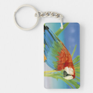 USA, Hawaii. Parrot Keychain