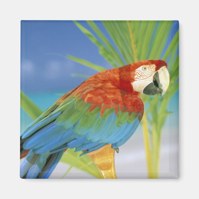 USA, Hawaii. Parrot Magnet (Front)