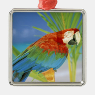 USA, Hawaii. Parrot Metal Ornament