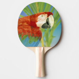 USA, Hawaii. Parrot Ping Pong Paddle