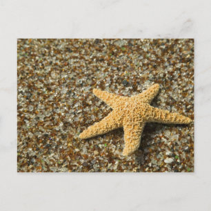 USA, HI, Kauai, Glass Beach with Star fish Postcard