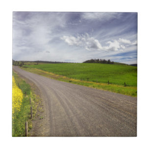 USA, Idaho, Idaho County, Canola Field Tile