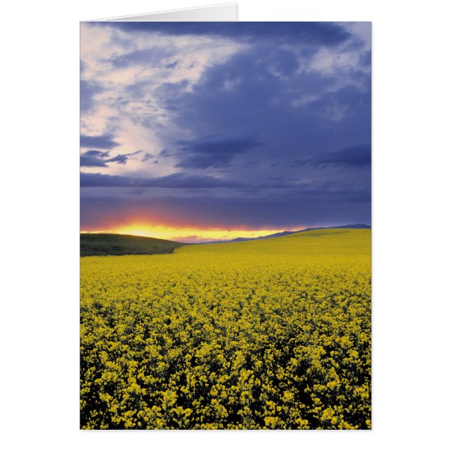 USA, Idaho, Swan Valley. A fiery sunset erupts (Front)