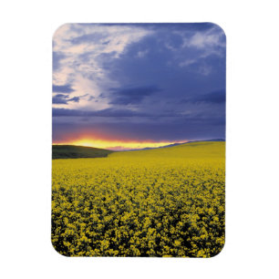 USA, Idaho, Swan Valley. A fiery sunset erupts Magnet