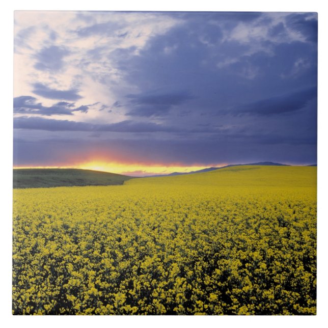 USA, Idaho, Swan Valley. A fiery sunset erupts Tile (Front)