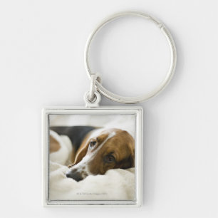 USA, Illinois, Washington, Portrait of Bassett Keychain