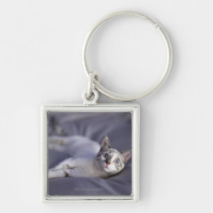 USA, Iowa, Portrait of young kitten 2 Keychain