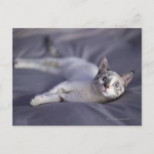 USA, Iowa, Portrait of young kitten 2 Postcard