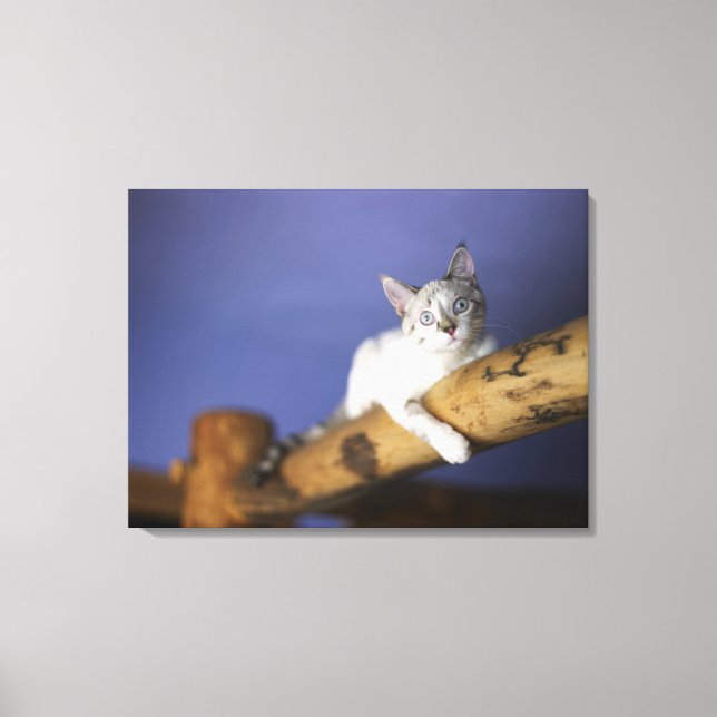 USA, Iowa, Portrait of young kitten Canvas Print (Front)