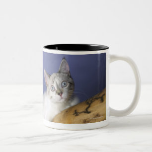 USA, Iowa, Portrait of young kitten Two-Tone Coffee Mug