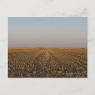 USA, Kansas, field Postcard