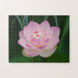 USA, Kansas, Pink Water Lilly Jigsaw Puzzle