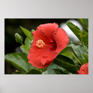 USA, Kansas, Red Hibiscus Poster