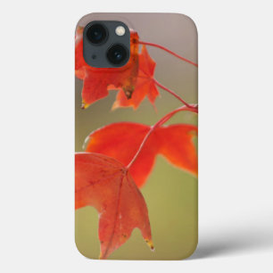 USA, Kansas, Red Leaves In Early Fall iPhone 13 Case