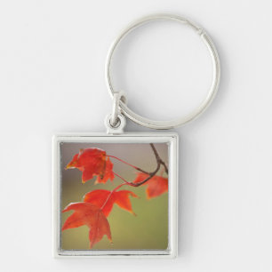 USA, Kansas, Red Leaves In Early Fall Keychain