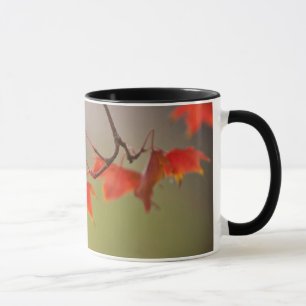 USA, Kansas, Red Leaves In Early Fall Mug