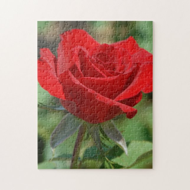 USA, Kansas, Red Rose Jigsaw Puzzle (Vertical)