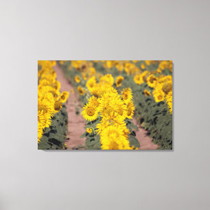 USA, Kansas. Sunflowers (Helianthus Annuus) Canvas Print