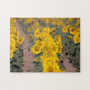 USA, Kansas. Sunflowers (Helianthus Annuus) Jigsaw Puzzle