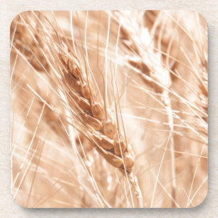 USA, Kansas, Wheat At Harvest Time Coaster