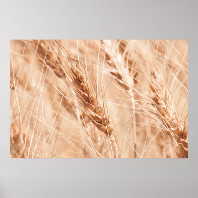 USA, Kansas, Wheat At Harvest Time Poster (Front)