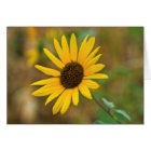 USA, Kansas. Wild Sunflower