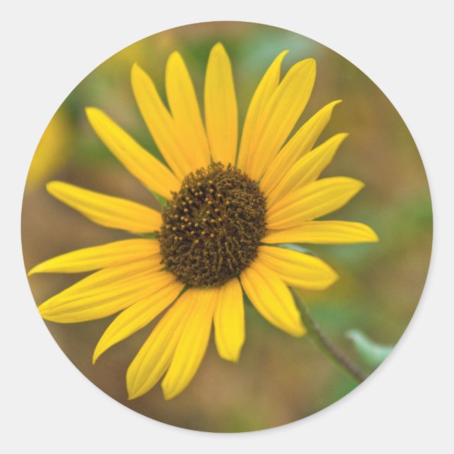USA, Kansas. Wild Sunflower Classic Round Sticker (Front)