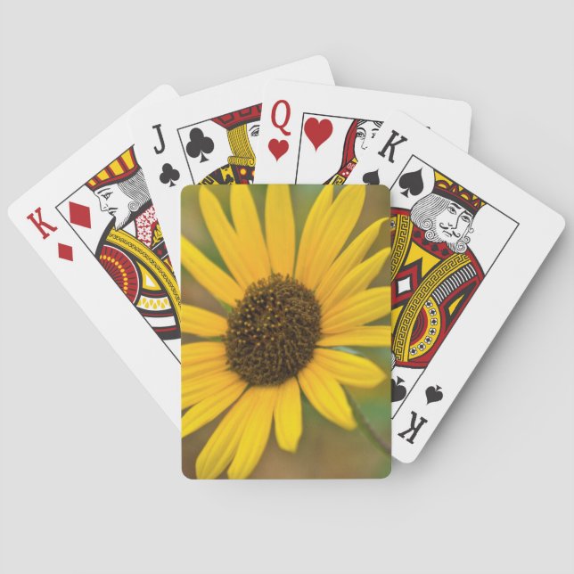 USA, Kansas. Wild Sunflower Playing Cards (Back)