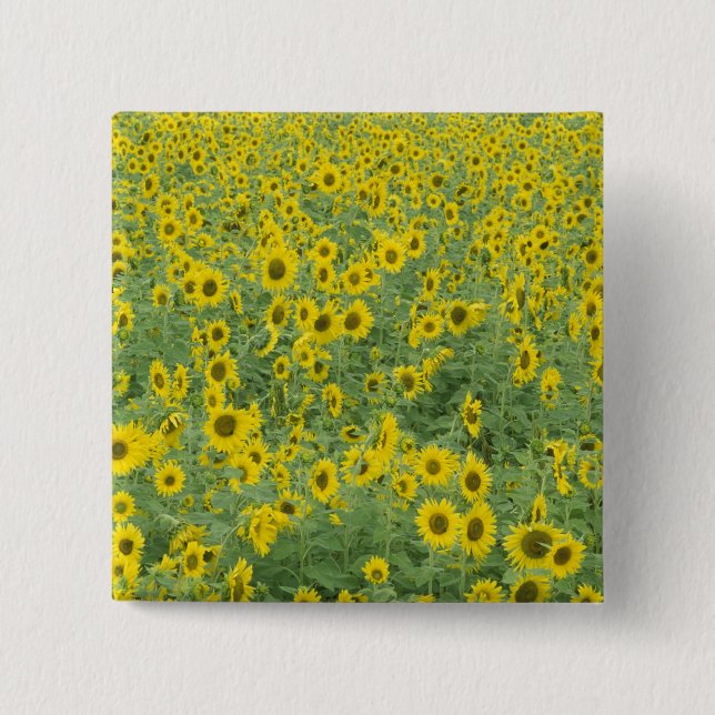 USA, Kentucky, Fayette County Pattern in field 2 Inch Square Button (Front)