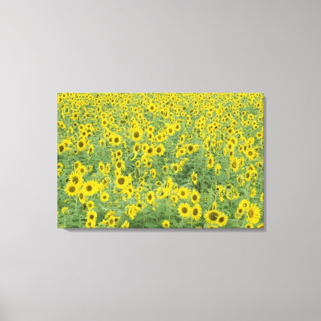 USA, Kentucky, Fayette County Pattern in field Canvas Print (Front)