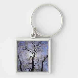 USA, Kentucky, Lexington. Backlit tree and Keychain
