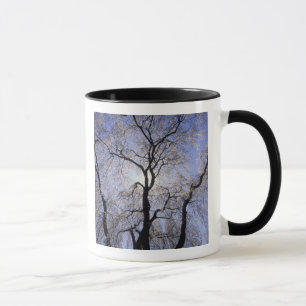 USA, Kentucky, Lexington. Backlit tree and Mug
