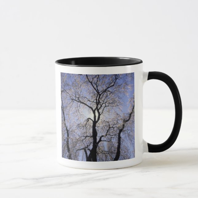 USA, Kentucky, Lexington. Backlit tree and Mug (Right)