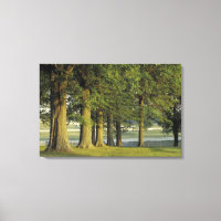 USA, Kentucky, Lexington. Row of trees and