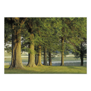 USA, Kentucky, Lexington. Row of trees and Photo Print