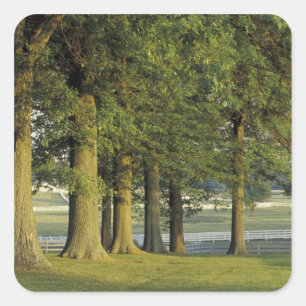 USA, Kentucky, Lexington. Row of trees and Square Sticker