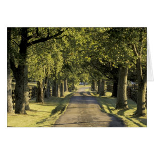 USA, Kentucky, Lexington. Tree-lined driveway,