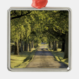 USA, Kentucky, Lexington. Tree-lined driveway, Metal Ornament